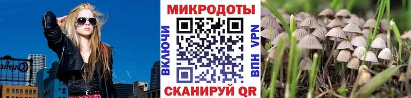 Псилоцибиновые грибы Psilocybine cubensis Заречный